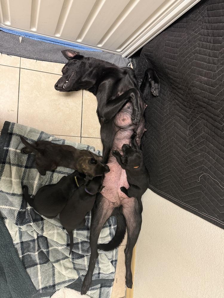 Lakeland Lookers Momma