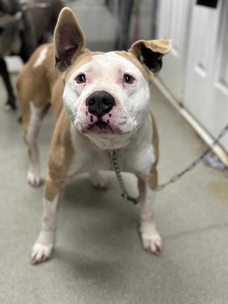 Pretty Girlgingerbilly