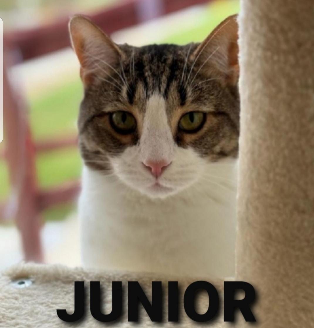 Junior