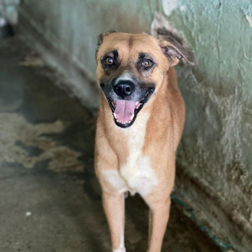 An adult large-sized male Golden Mixed Breed dog named Boricua for adoption in San Juan, PR