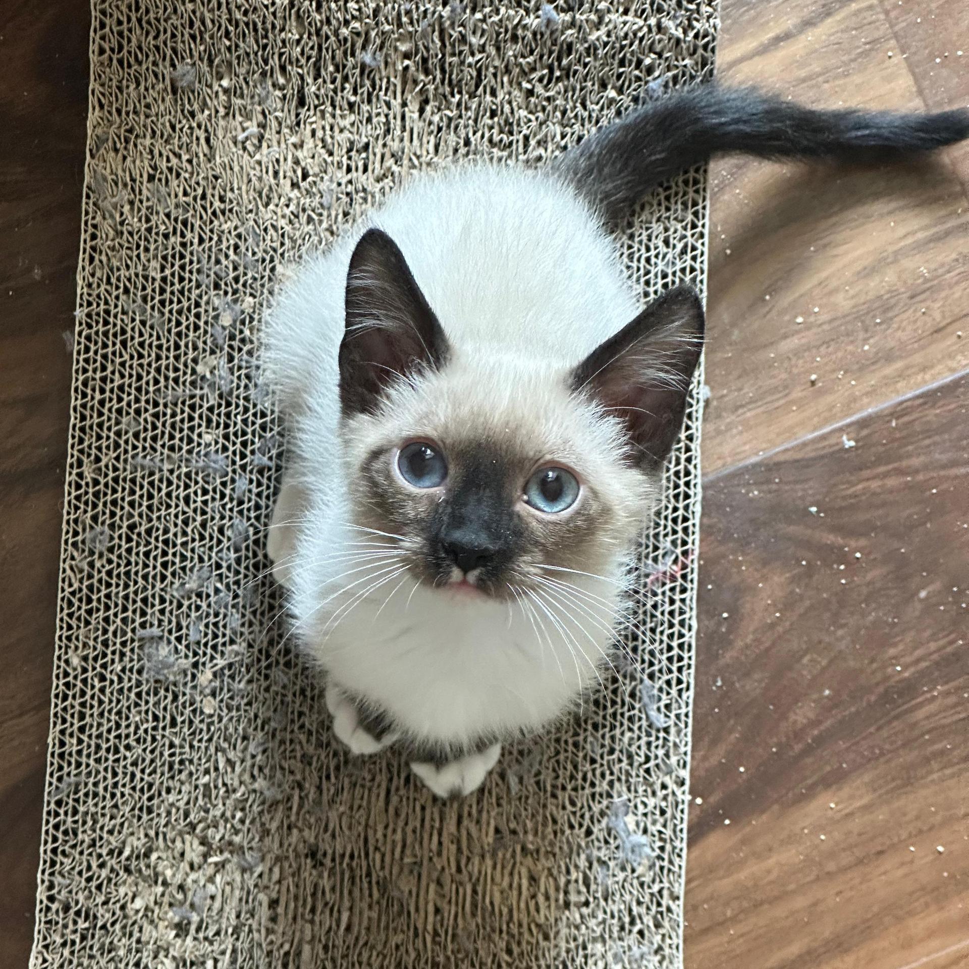 Tokyo (bonded w. Sapphi)