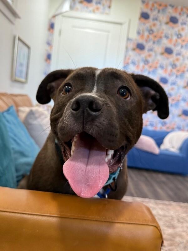 Preston Bunny Certified Squish