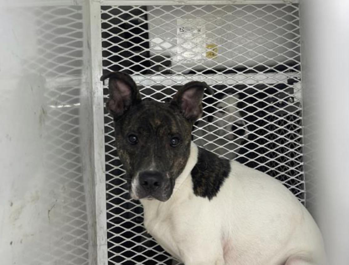 Marshmallow Urgent!!