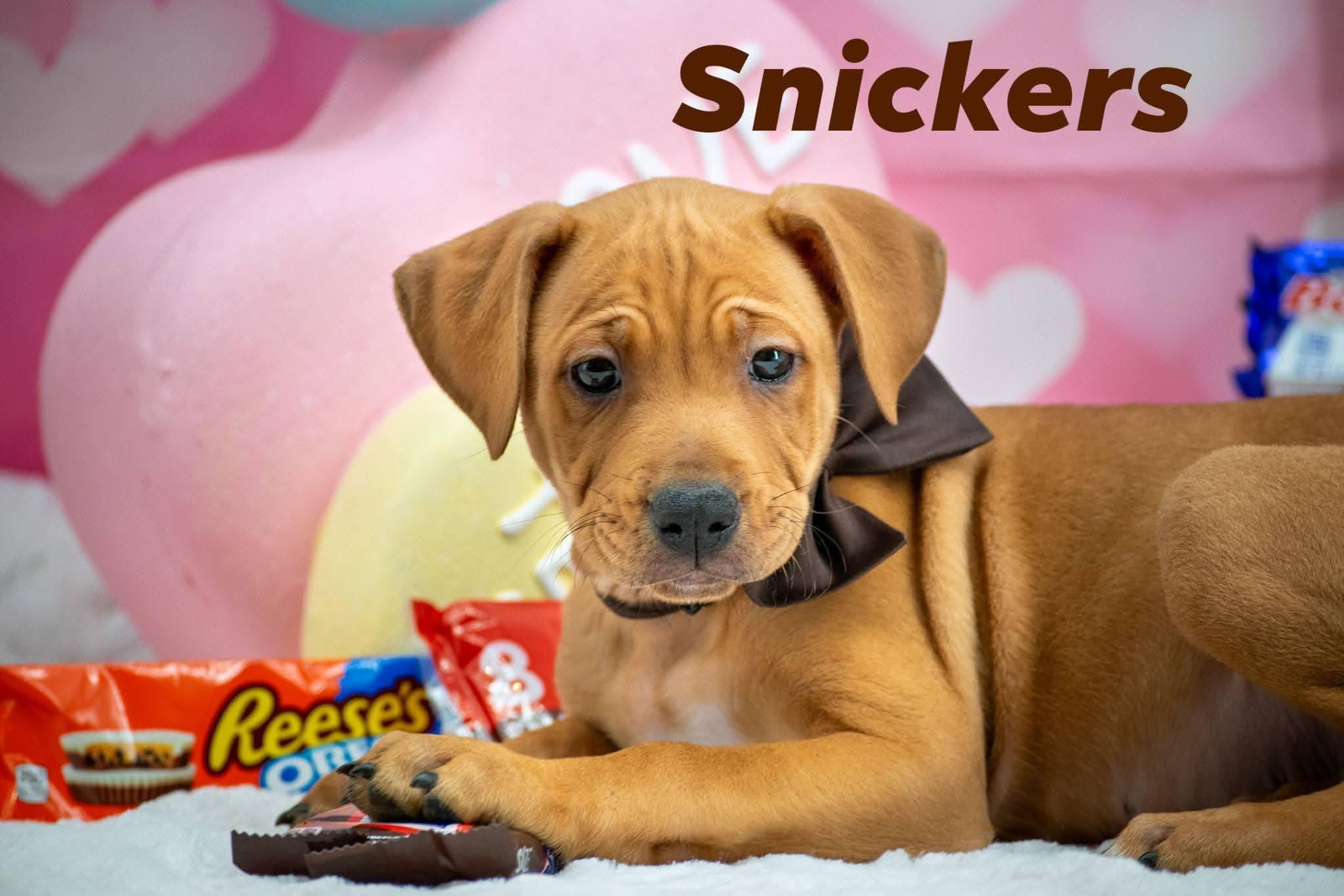 Snickers