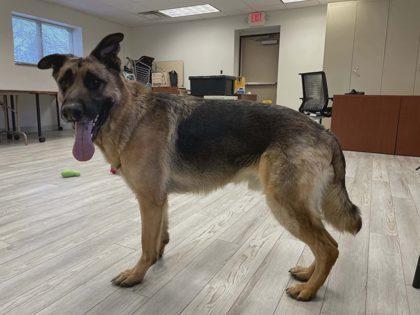 An adult extra large-sized male German Shepherd Dog dog named Gohan for adoption in South Bend, IN