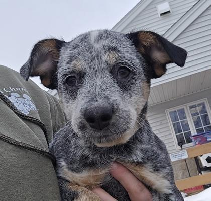 Rosepet Supplies Plus