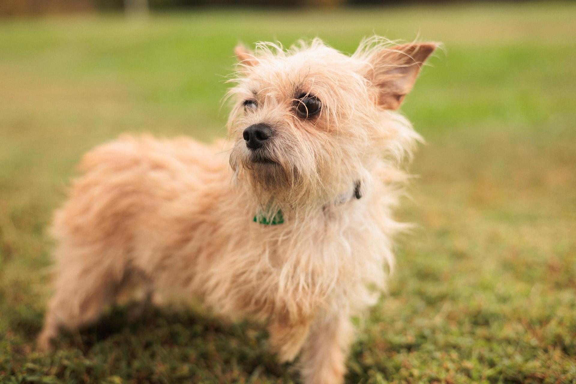 A young small-sized female Apricot / Beige Wirehaired Terrier dog named Cookie Transport for adoption in Gradyville, KY