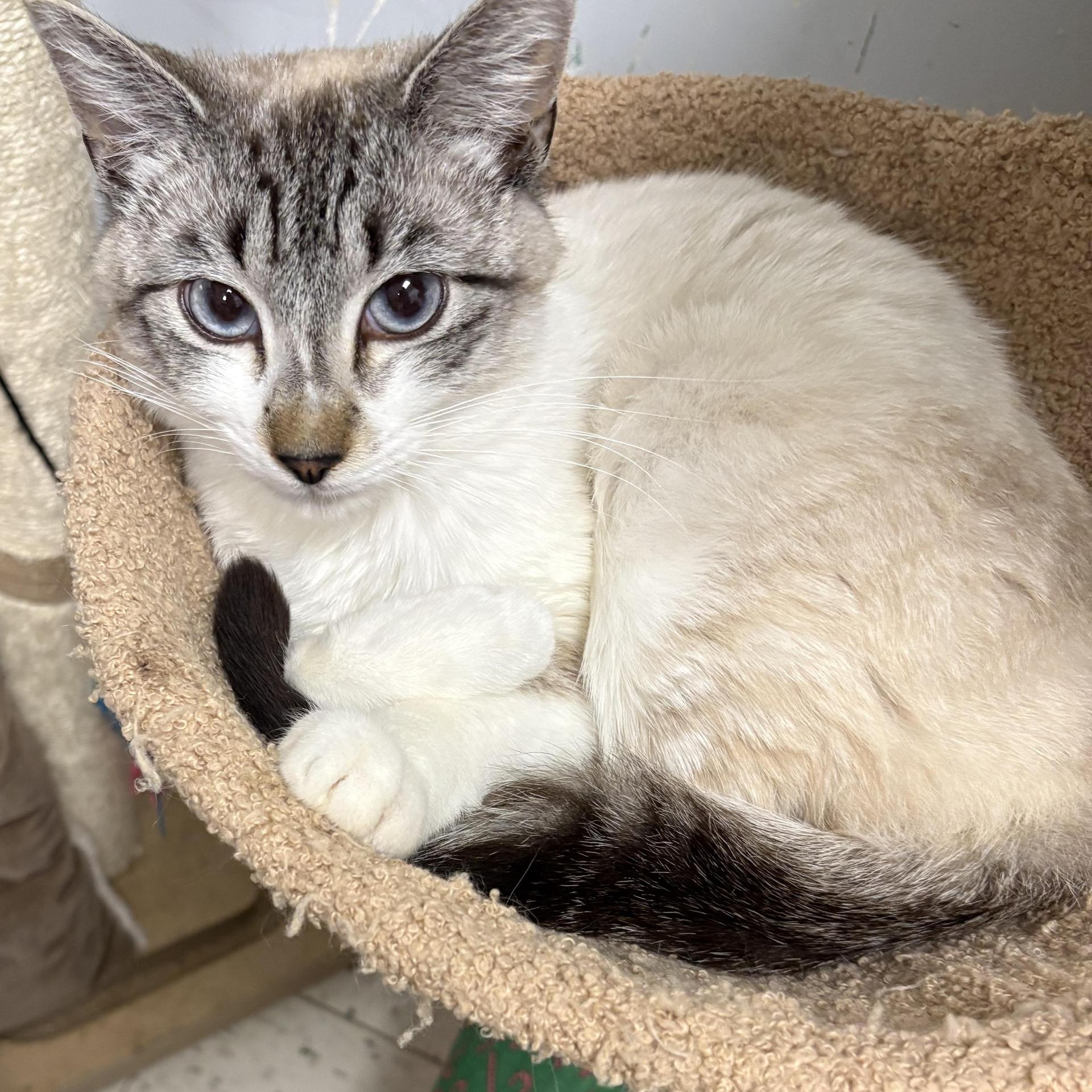 An adult small-sized male Siamese cat named Chinchilla for adoption in North Arlington, NJ