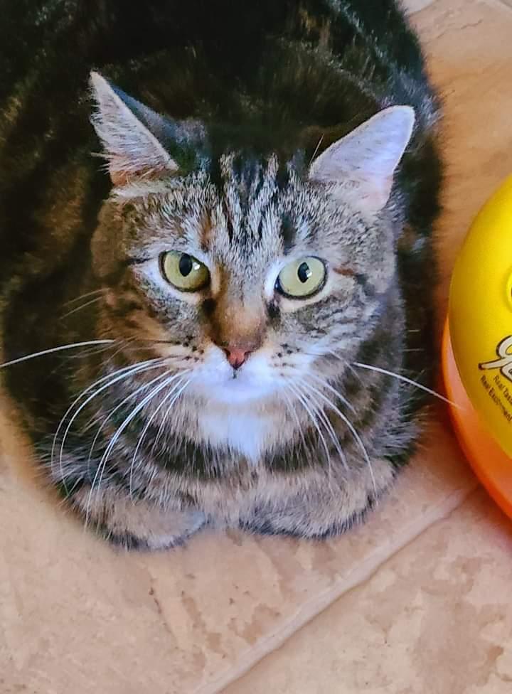 An adult large-sized female Tabby (Tiger Striped) Domestic Medium Hair cat named Charleigh for adoption in Dillsburg, PA