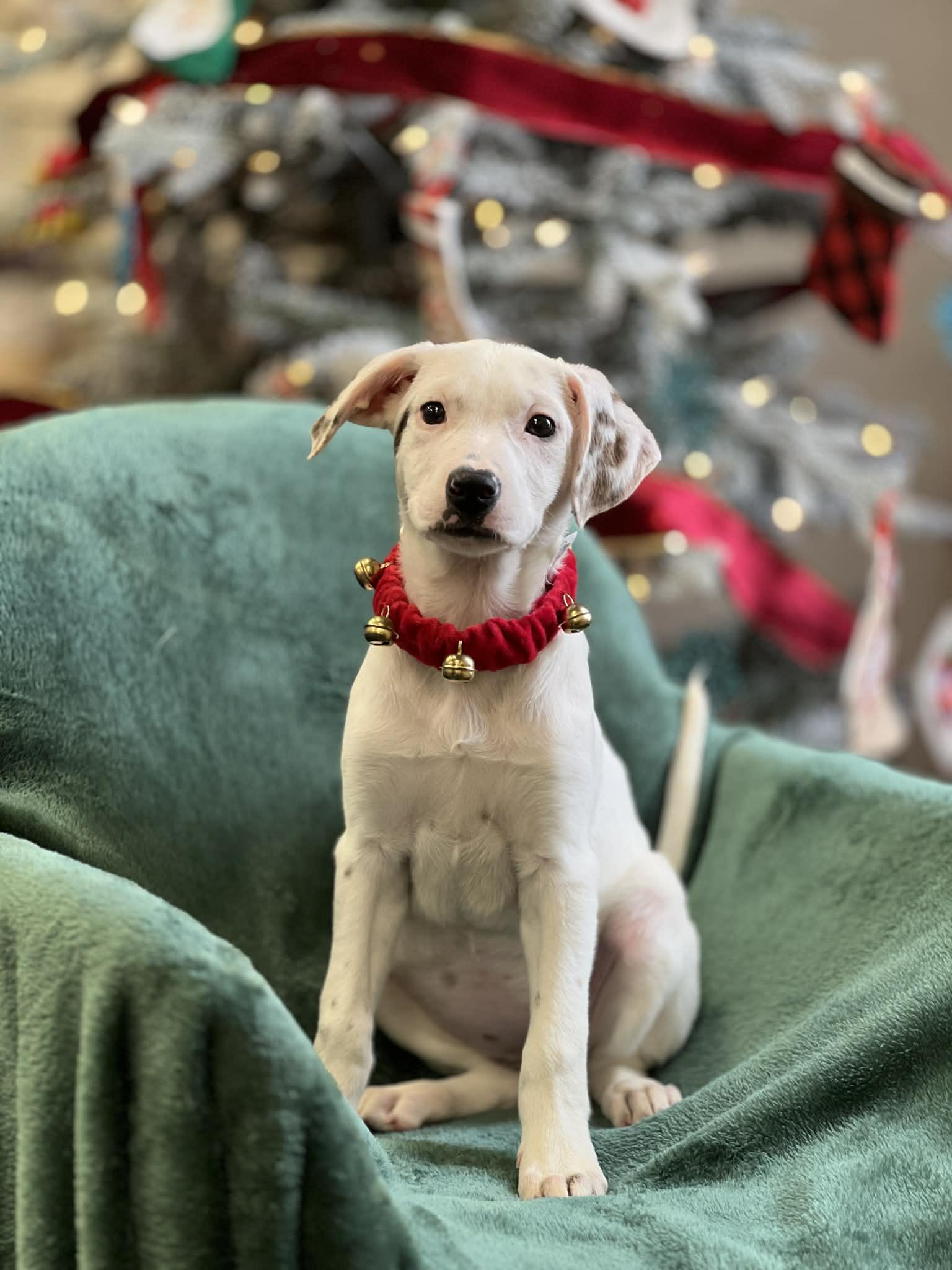 Stacie The Perfect Puppy!