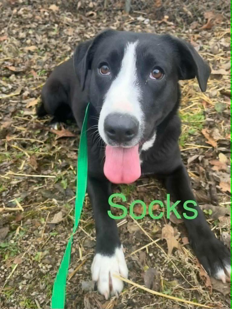 Socks
