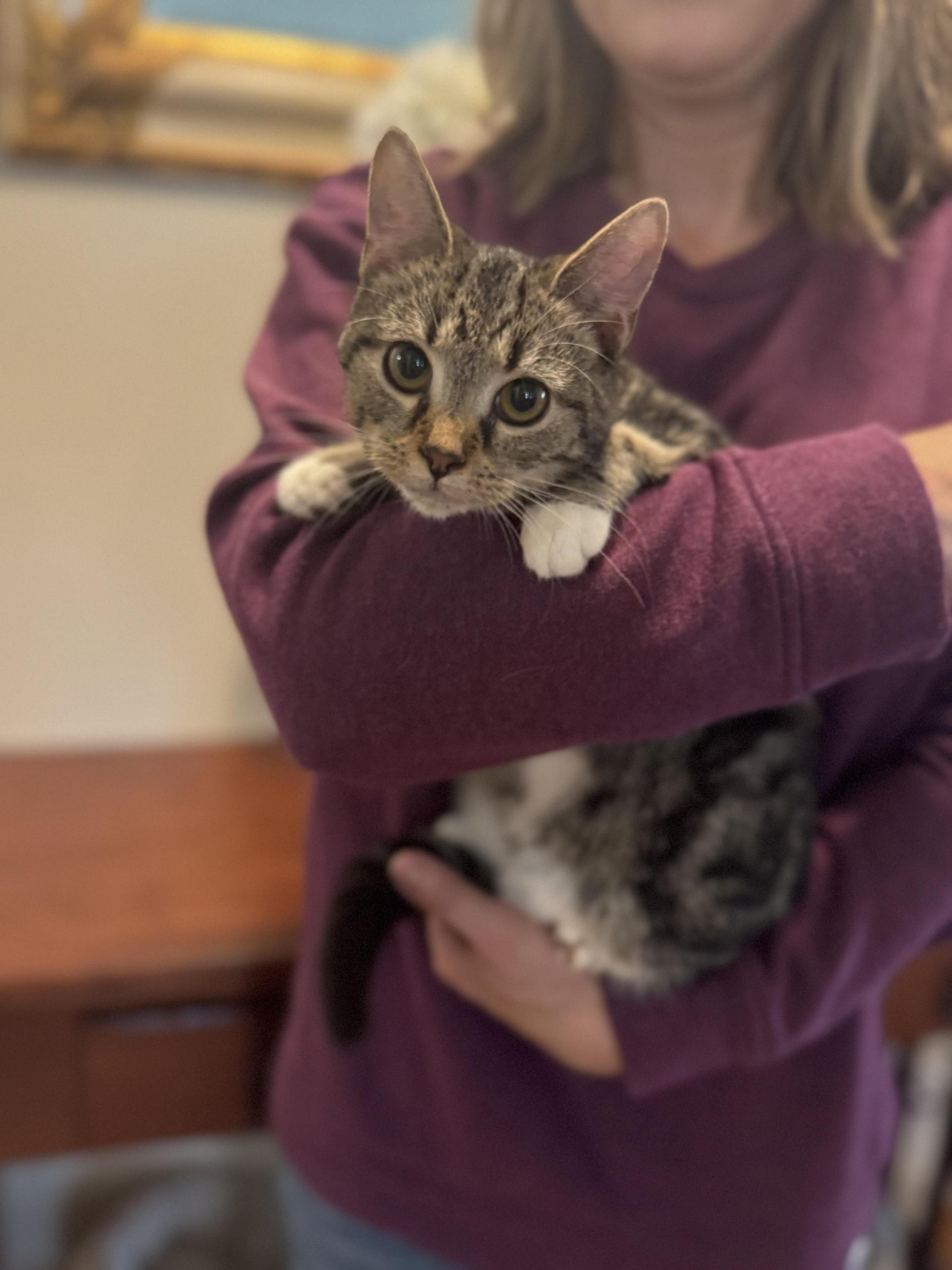 A young medium-sized female Tabby (Brown / Chocolate) Domestic Short Hair cat named Tracy Transport for adoption in Gradyville, KY