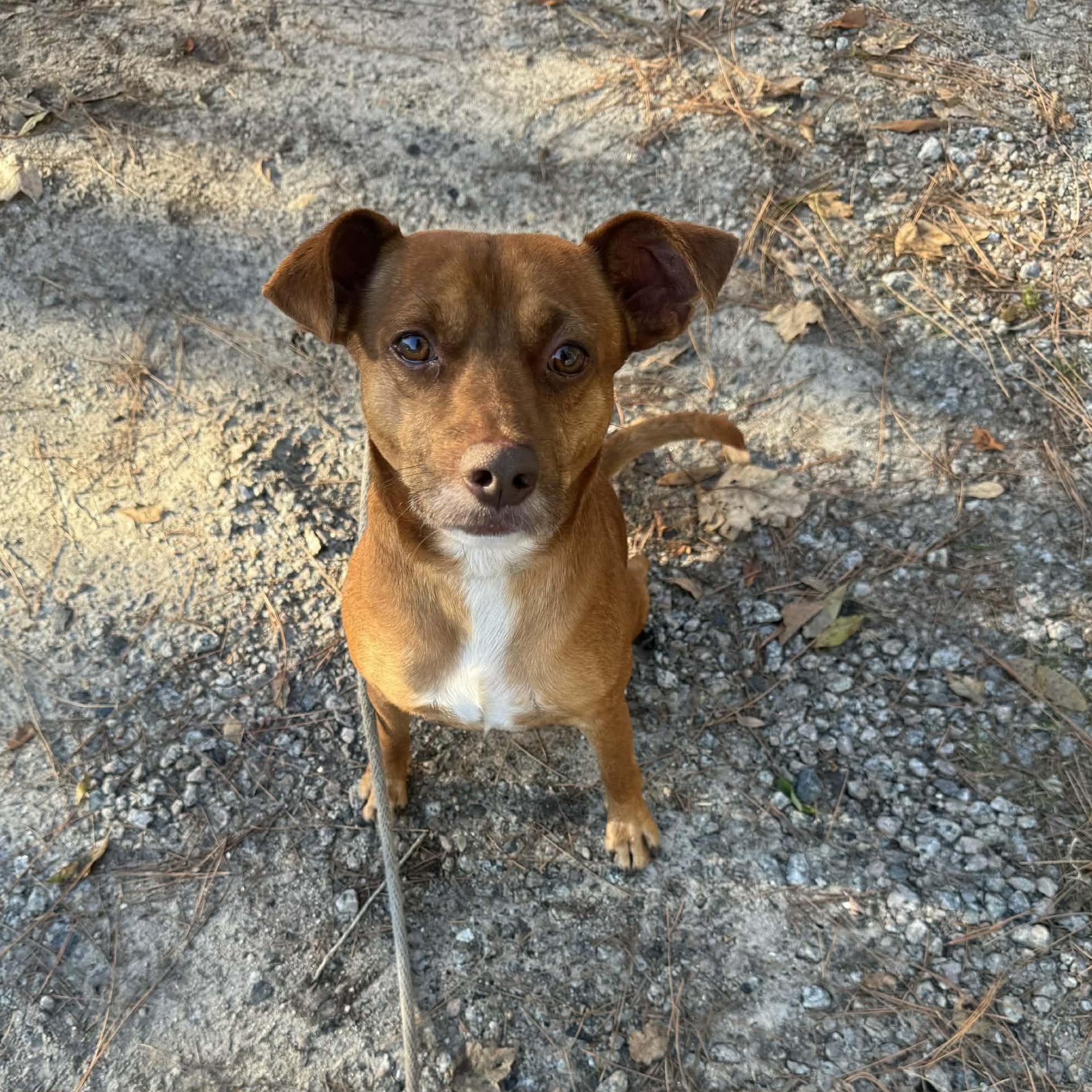 An adult medium-sized male Brown / Chocolate Mixed Breed dog named Scout for adoption in Myrtle Beach, SC