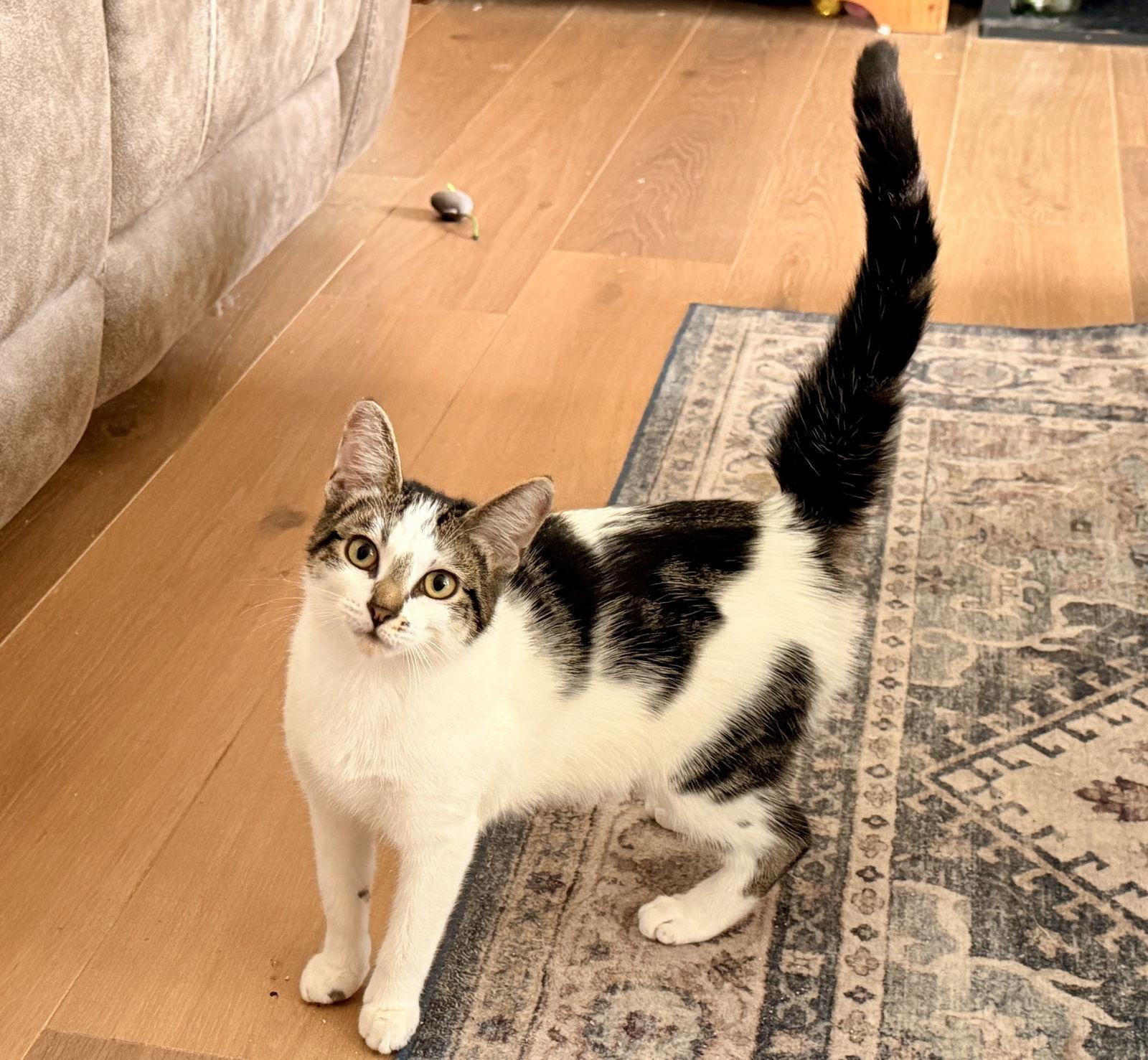 Zelda Bonded With Bowser