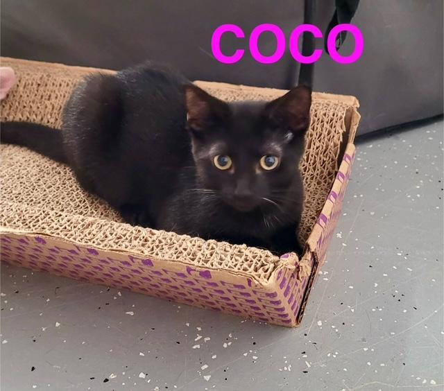 Coco