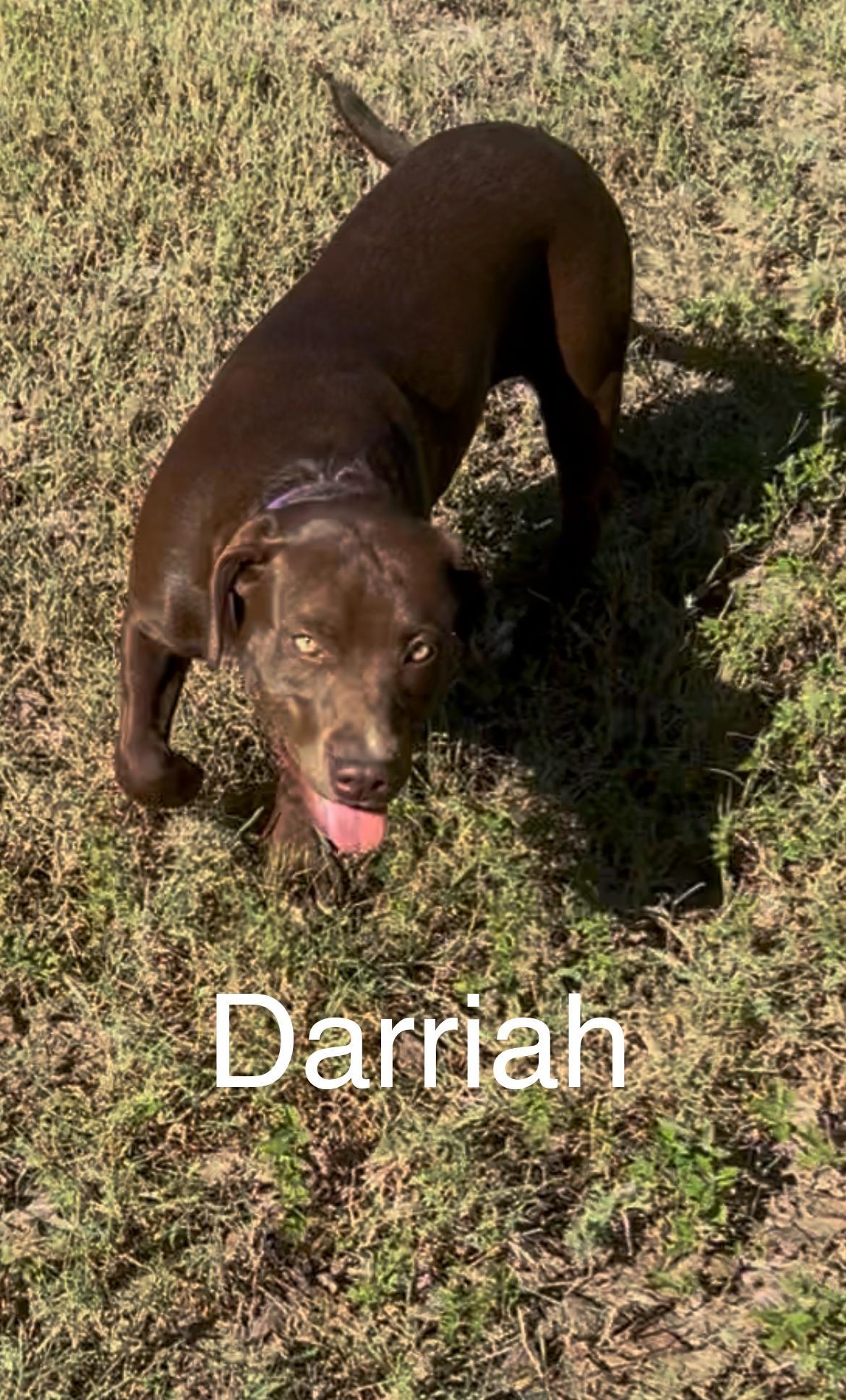 A young large-sized female Brown / Chocolate Pit Bull Terrier dog named Darriah for adoption in Texarkana, TX
