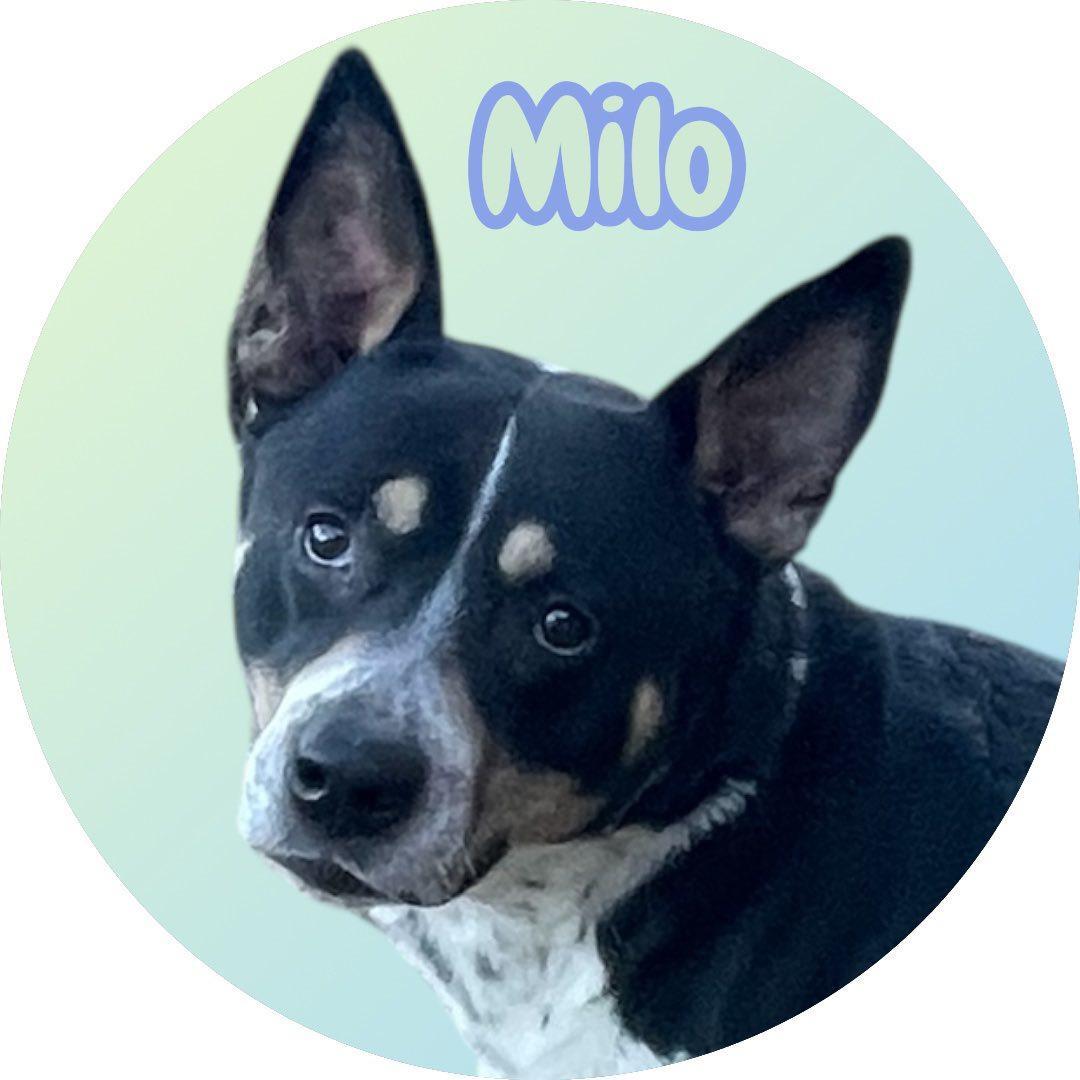 Milo