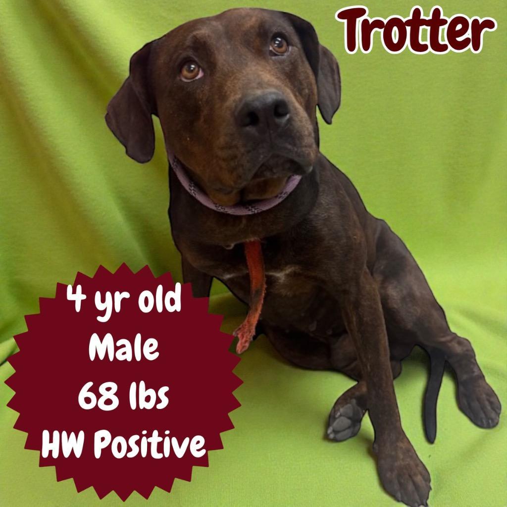 Trotter
