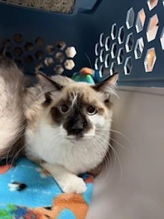 A young small-sized male Snowshoe cat named Latte for adoption in Fort Walton Beach, FL