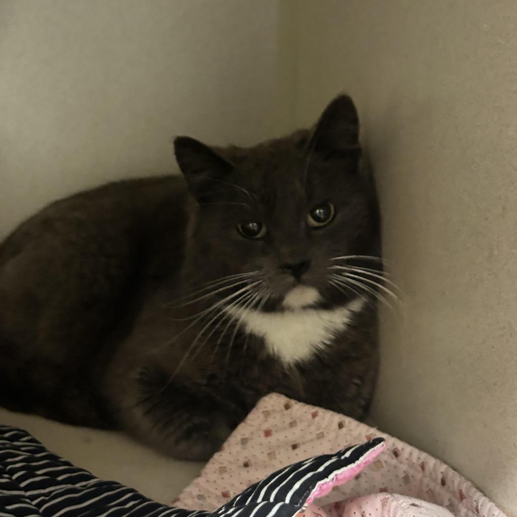 A young medium-sized female Gray / Blue / Silver Domestic Short Hair cat named Kimmy for adoption in Durango, CO