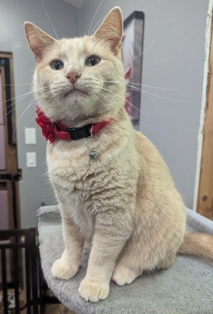 Croissant Valentine Special photo 1