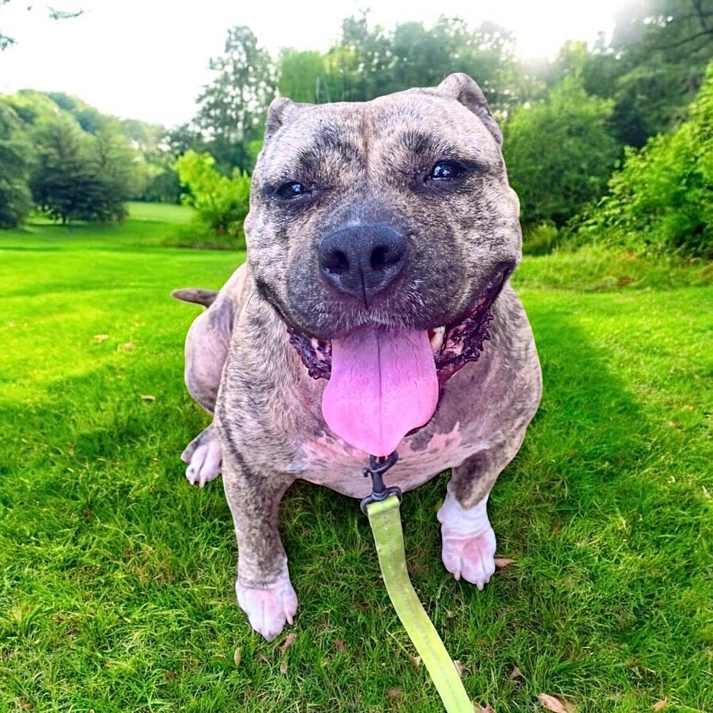 Rosiefully Sponsored Fee!