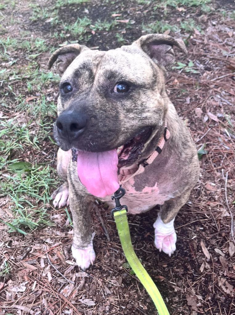 Rosiefully Sponsored Fee!