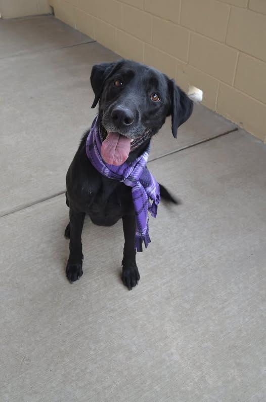 An adult large-sized female Labrador Retriever dog named Molly Ann for adoption in McKinney, TX