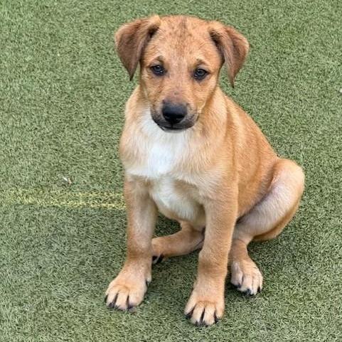 A baby medium-sized male Border Terrier dog named Chips for adoption in Norwalk, CT