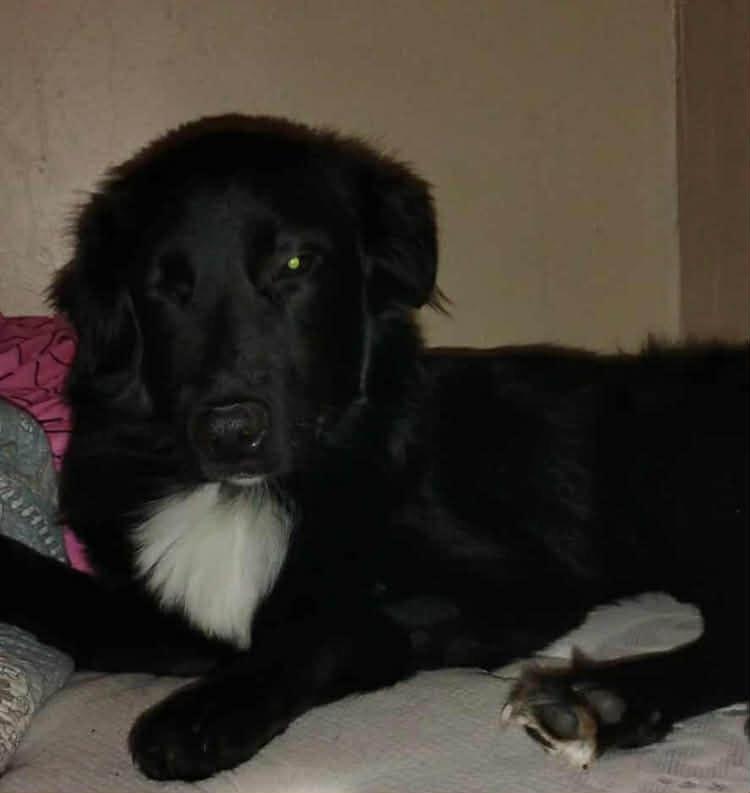A young medium-sized female Labrador Retriever dog named Athena for adoption in Panama City, FL