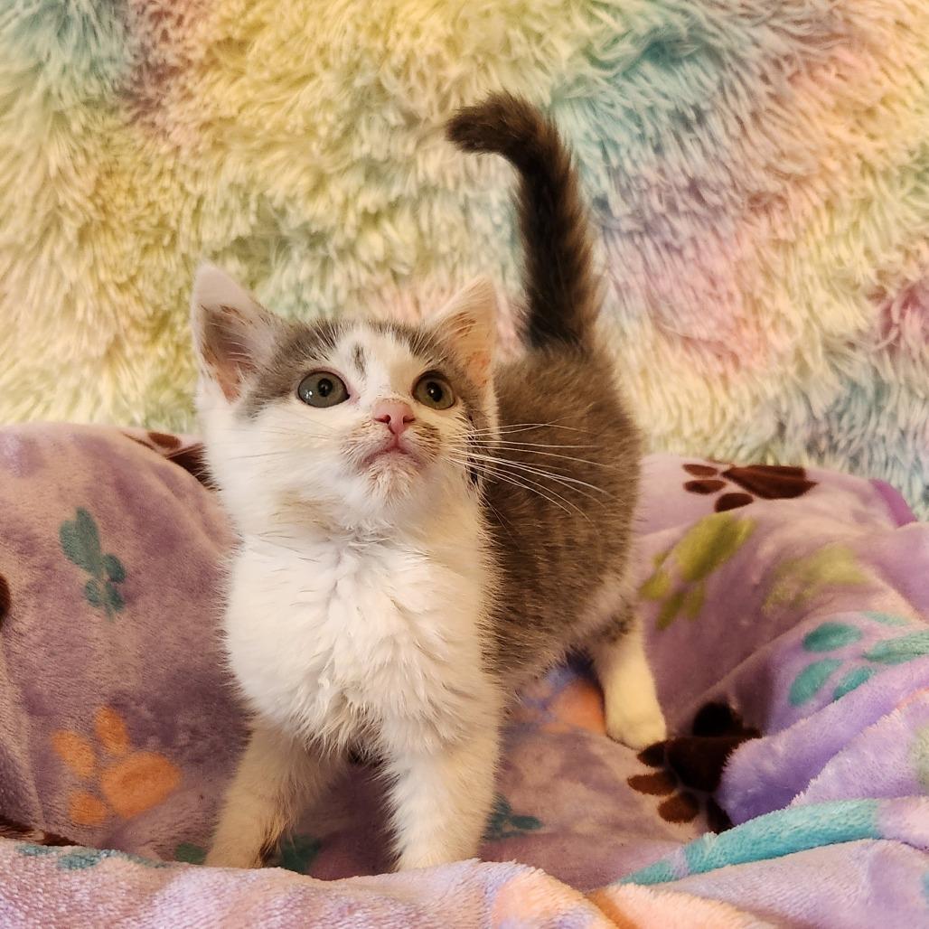 A young small-sized female Gray / Blue / Silver Domestic Short Hair cat named Shirley Located In for adoption in Alexandria, VA