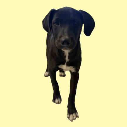 A baby medium-sized male Black Labrador Retriever dog named Hopper for adoption in Tuscaloosa, AL