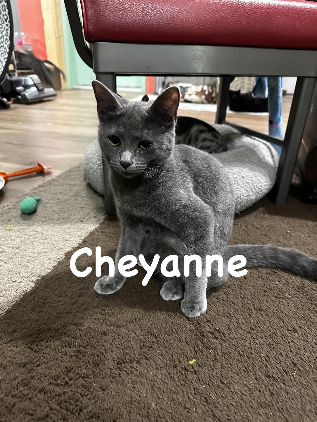 Cheyanne