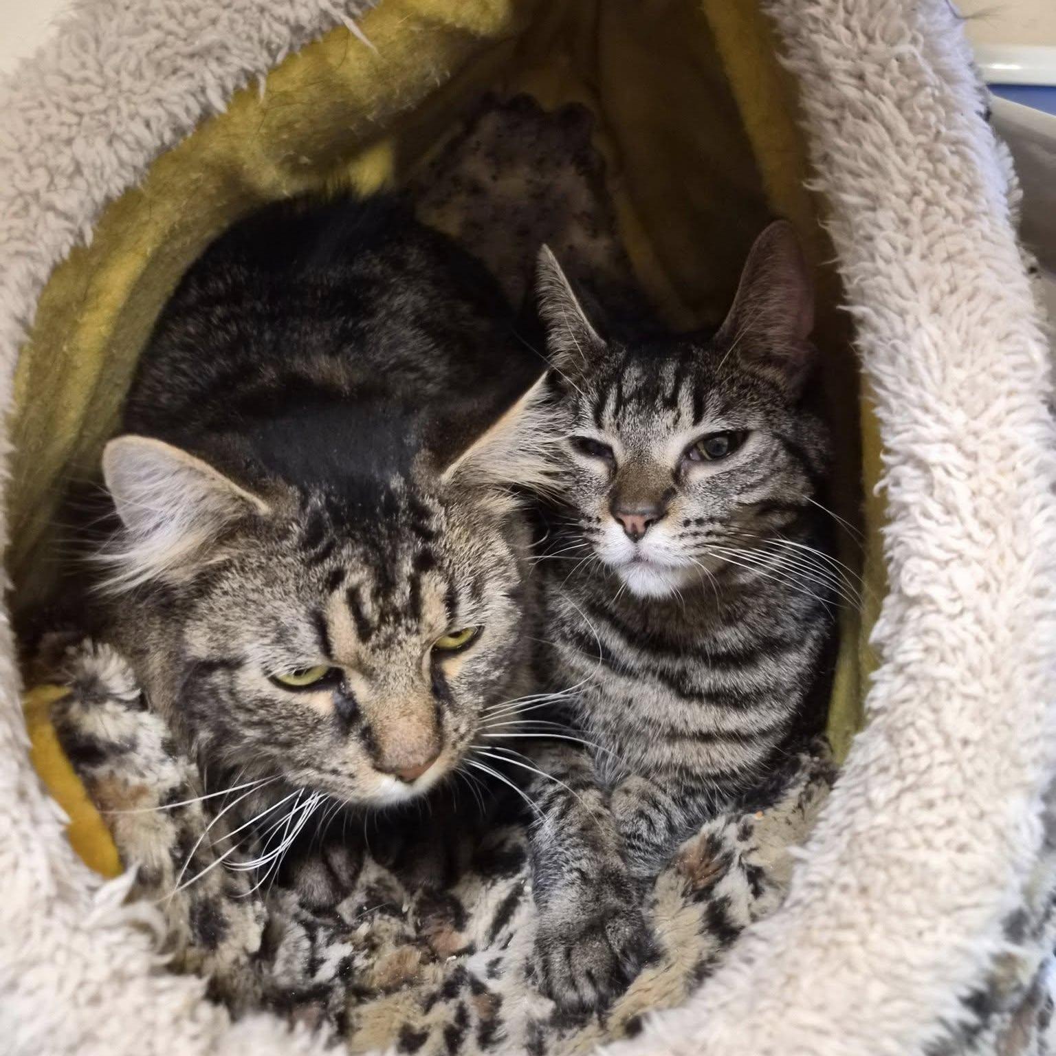 Leo And Beezus photo 1