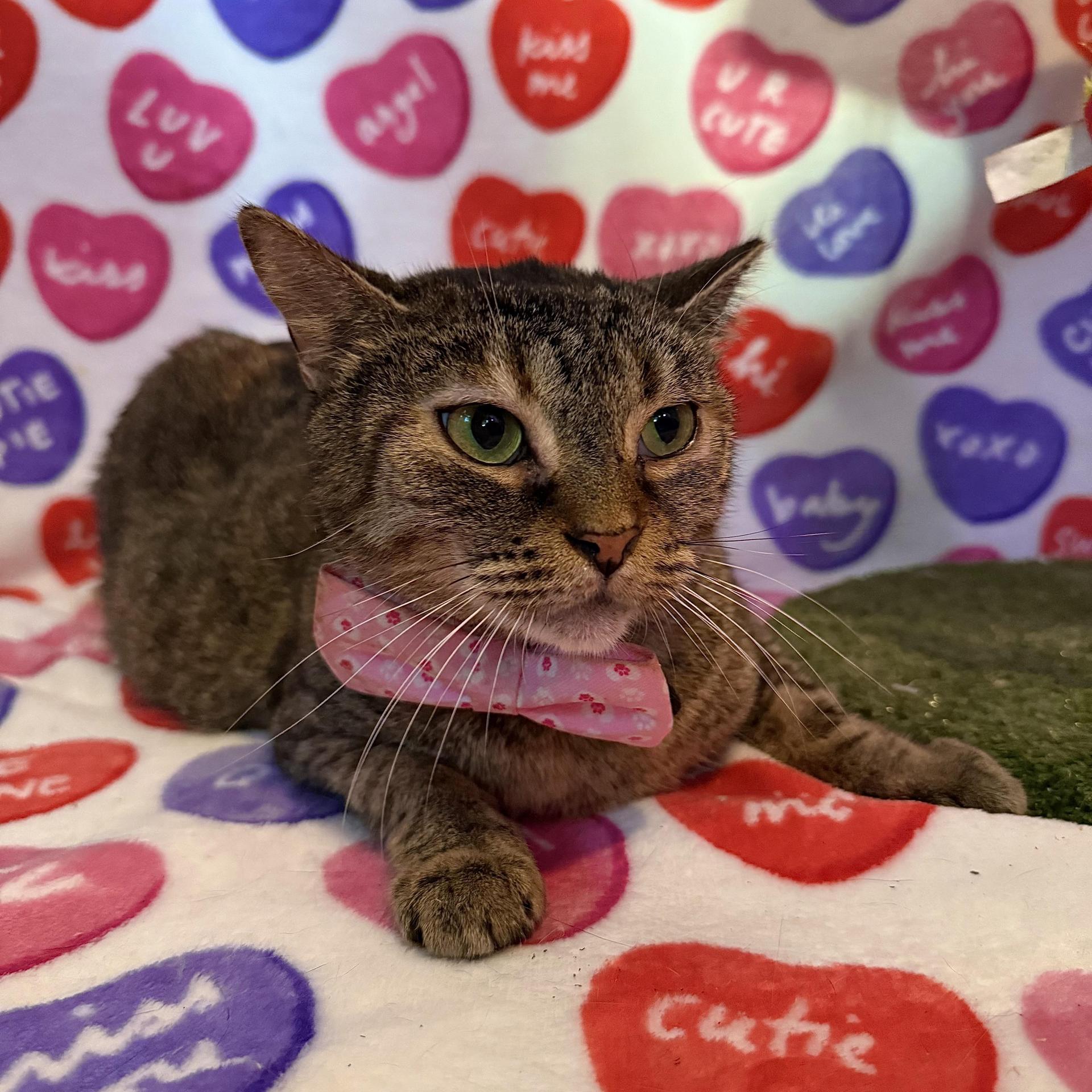 An adult large-sized female Brown / Chocolate Domestic Short Hair cat named Laylani for adoption in Miami, FL