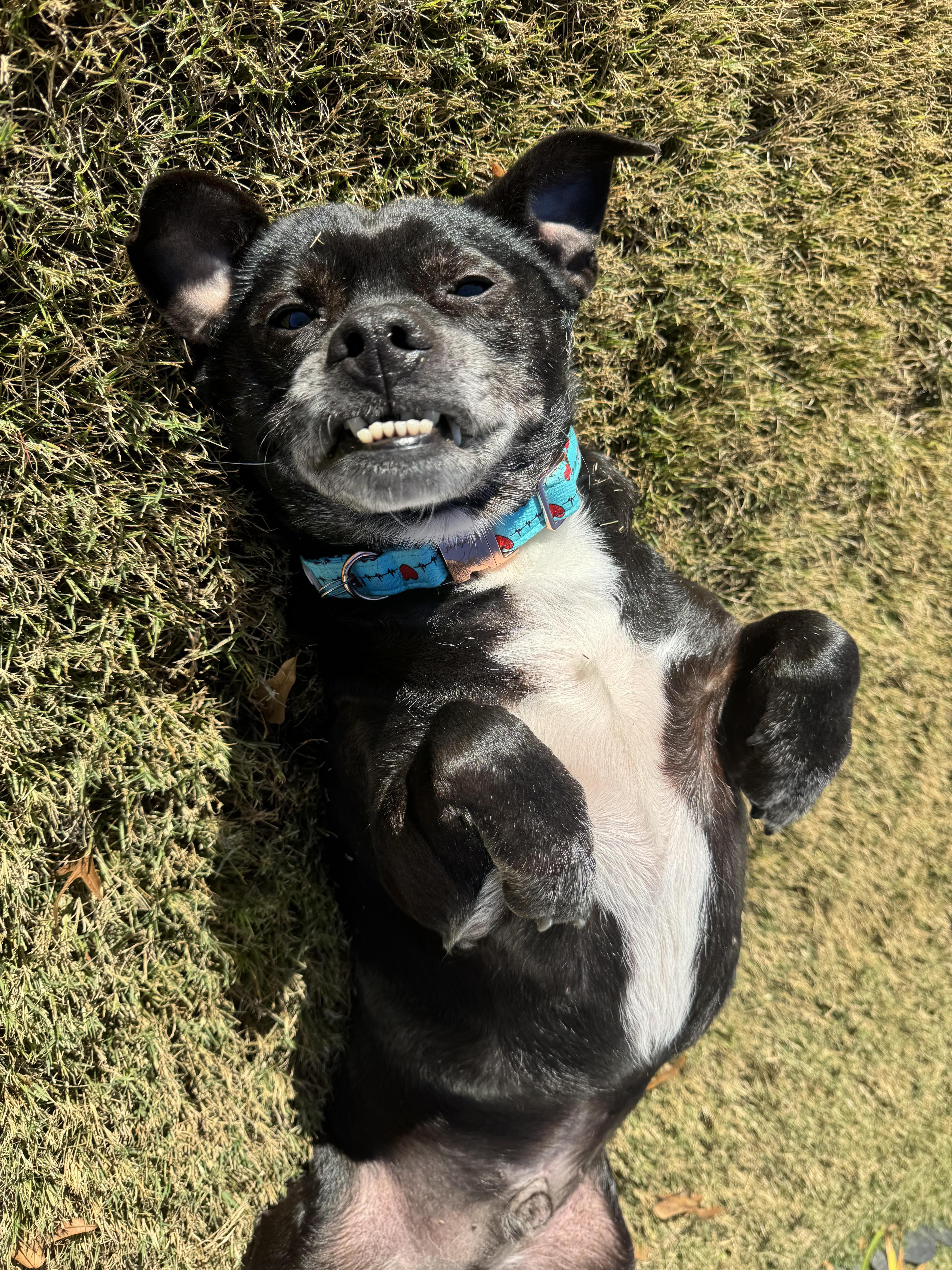 Morrison Sweet Little