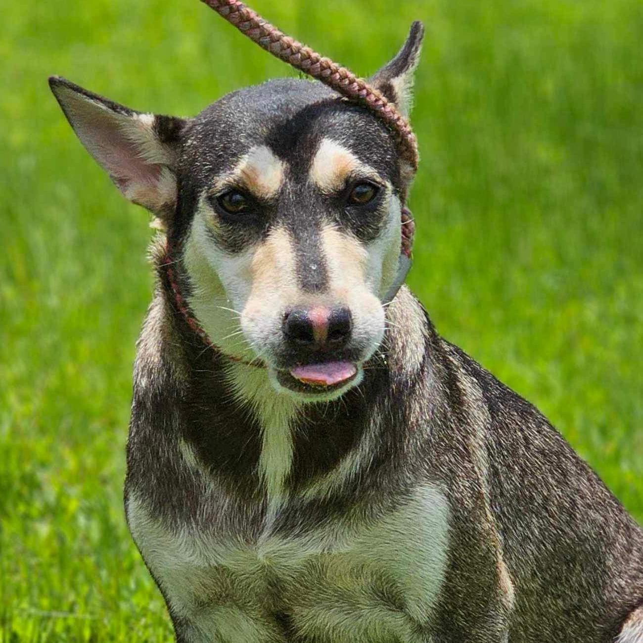 A baby medium-sized female Siberian Husky dog named Winifred for adoption in Sumter, SC