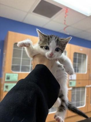 A baby small-sized female Domestic Short Hair cat named Dr. Mary Lou Larue for adoption in Chamblee, GA