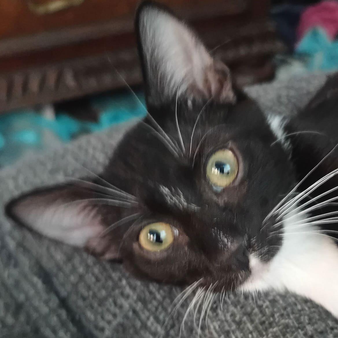 Charleshaden Savage photo 1