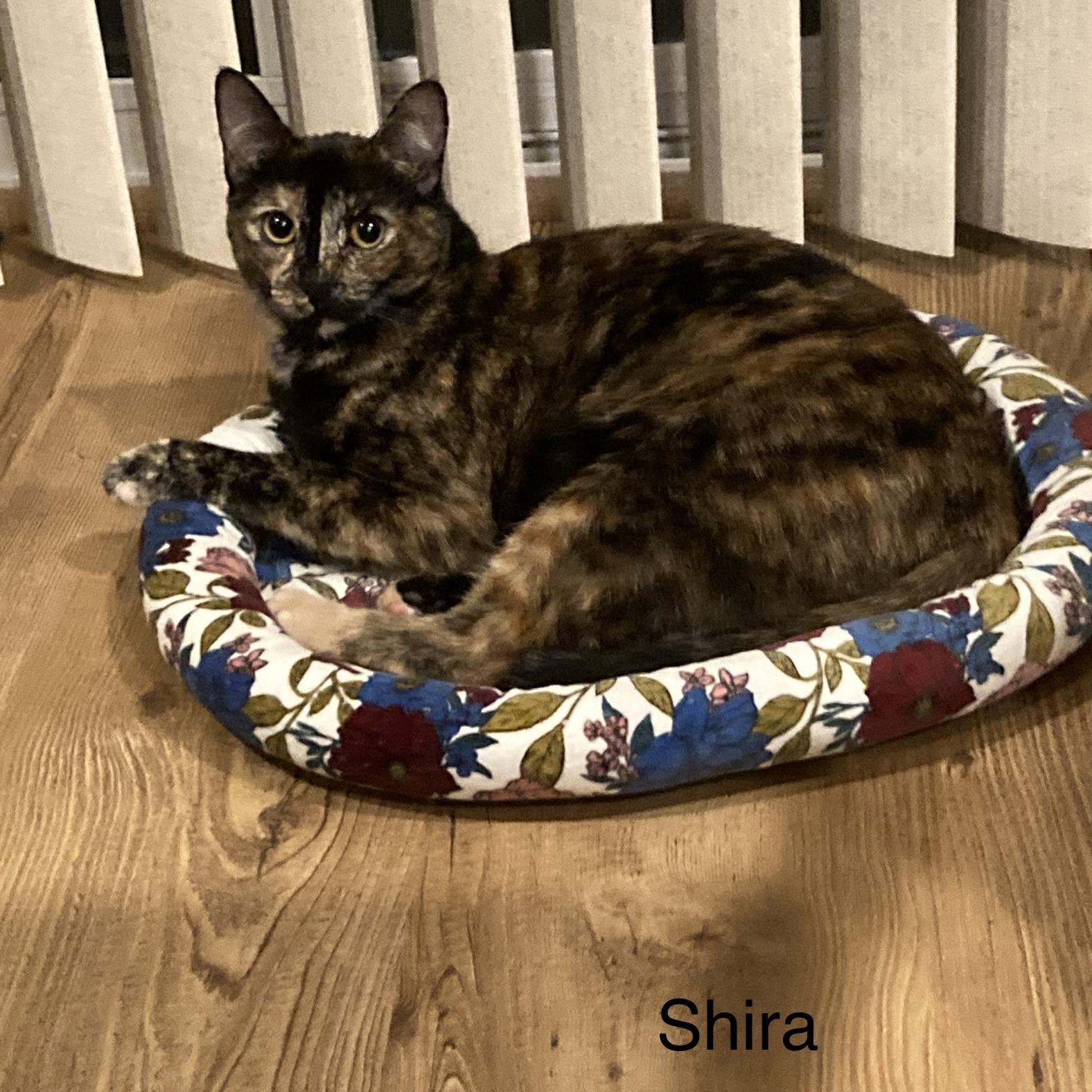 Shira