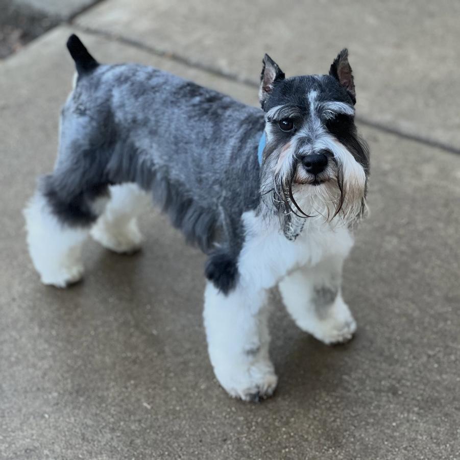 A young small-sized male Miniature Schnauzer dog named Sterling for adoption in Hartland, WI
