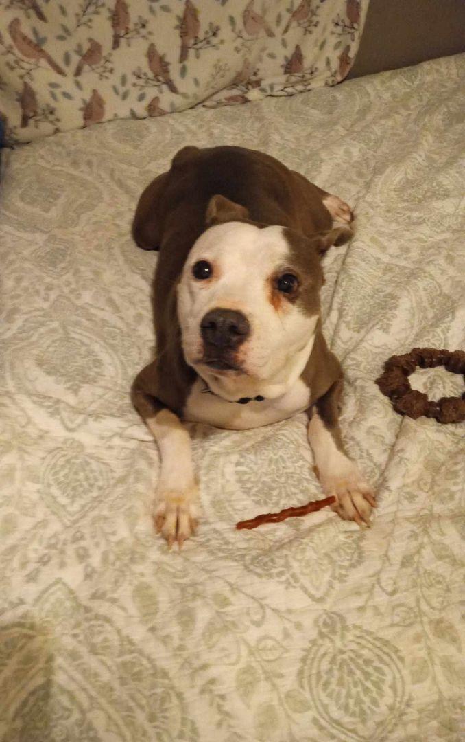 A senior medium-sized female Brown / Chocolate Pit Bull Terrier dog named Millie for adoption in Zuni, VA