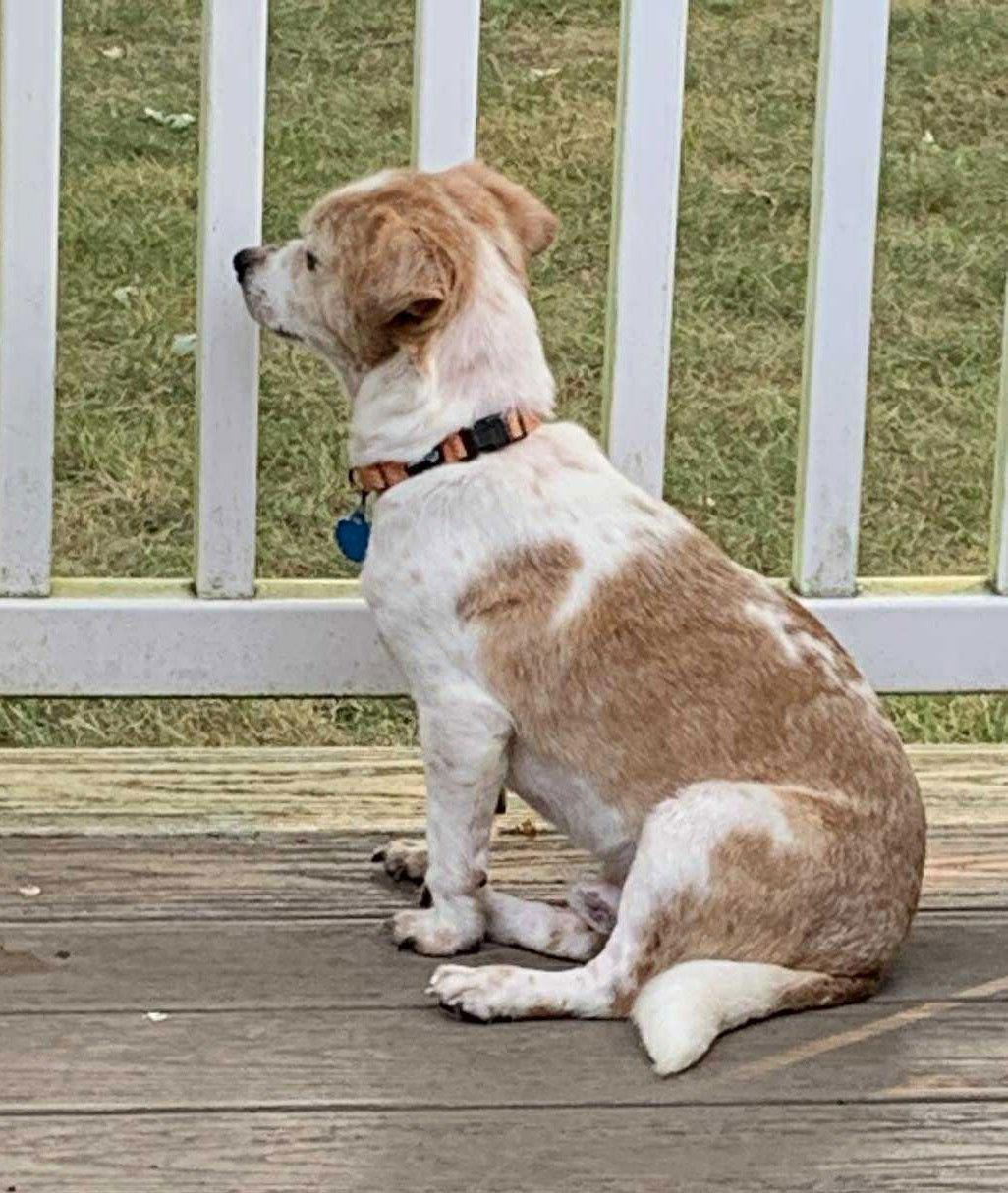 Carolyn's Gherkin Tx