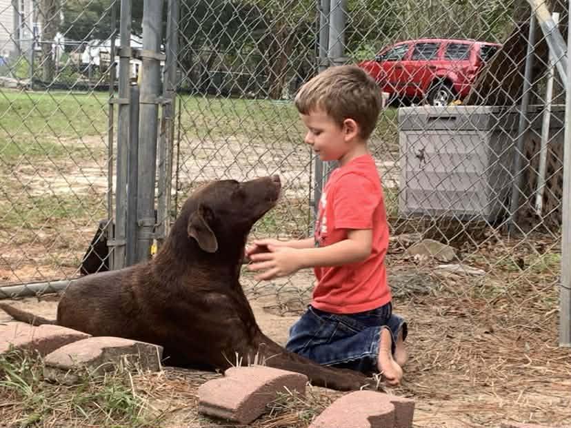 An adult medium-sized female Brown / Chocolate Chocolate Labrador Retriever dog named Hershey for adoption in Wantagh, NY