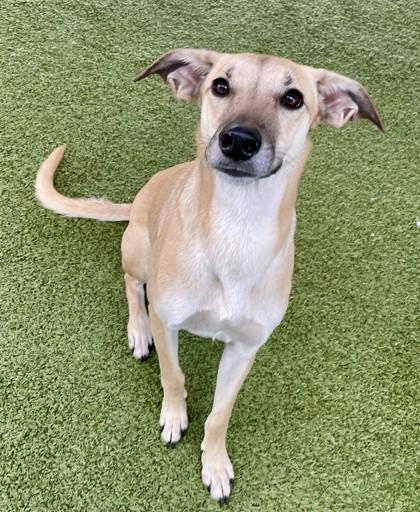 An adult medium-sized female Greyhound dog named Honey for adoption in Madison, NJ
