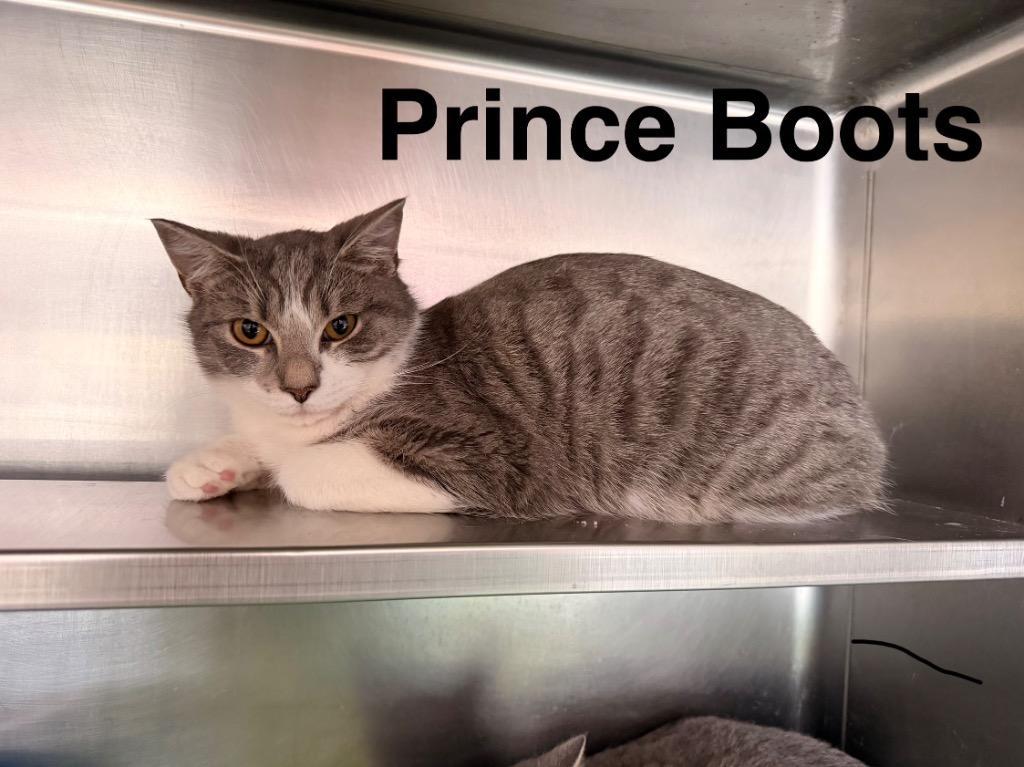 Prince Boots