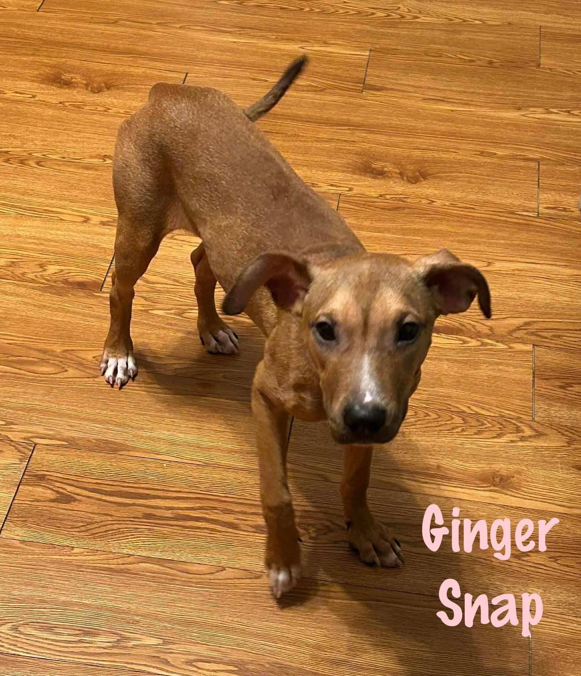 Ginger Snap