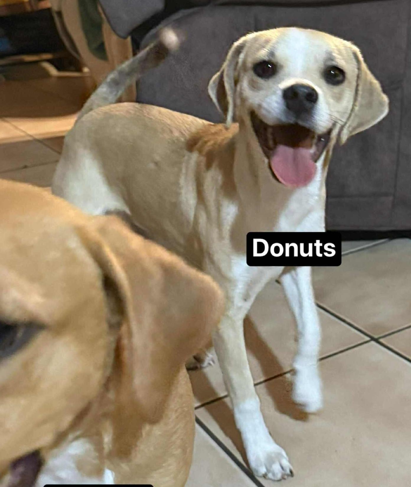 Donuts
