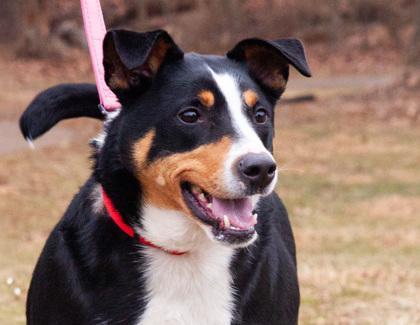 Butch Fka Zaboomafoo