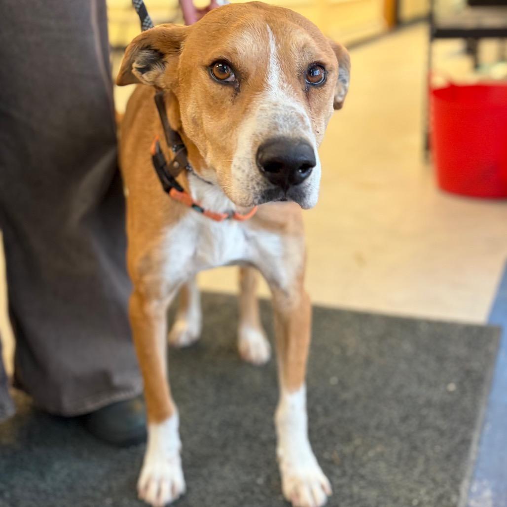An adult medium-sized male Red / Chestnut / Orange Mixed Breed dog named Skit for adoption in Morrisville, VT
